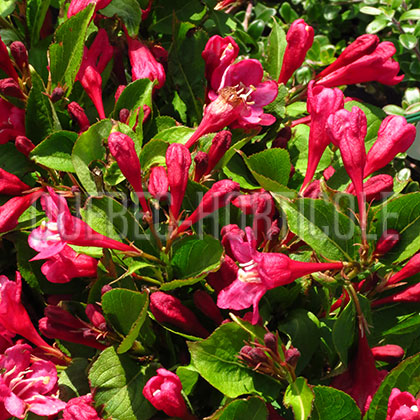 image de Weigela Sonic Bloom Red