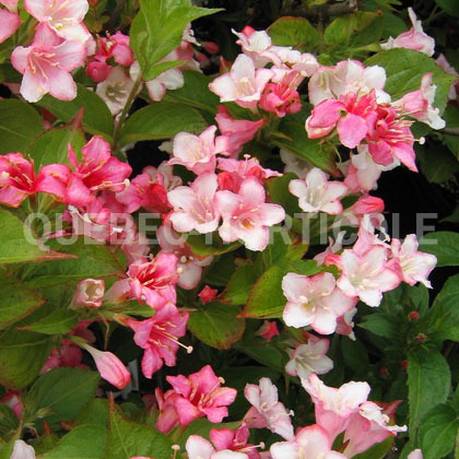 image de Weigela Czechmark Trilogy®