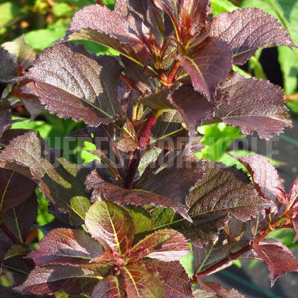 image de Weigela Vampire