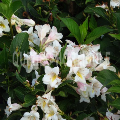 image de Weigela White Poppet