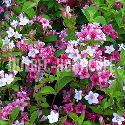 image de Weigela Carnaval