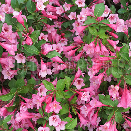 image de Weigela Minuet