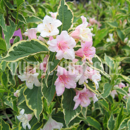 image de Weigela Variegata Nana