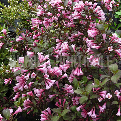 image de Weigela Purpurea Nana