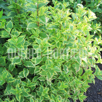 image de Weigela Variegata