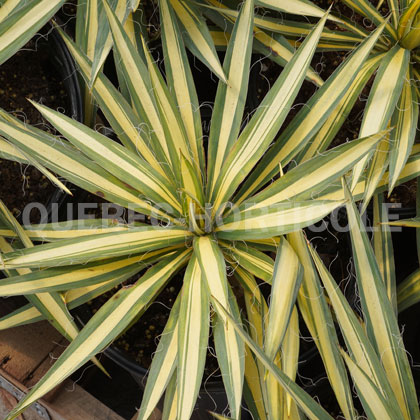 image de Yucca filamentosa Color Guard