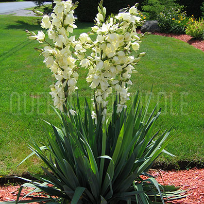 image de Yucca filamentosa 