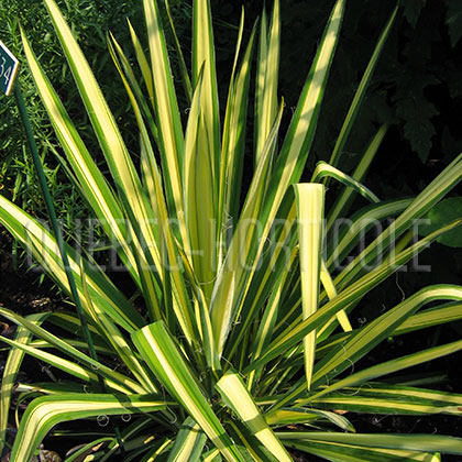 image de Yucca filamentosa Golden Sword