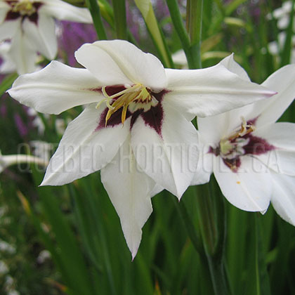 image de Acidanthera bicolor murielae 