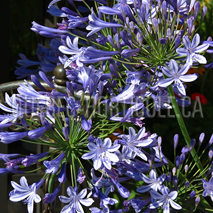 image de Agapanthus  Donau