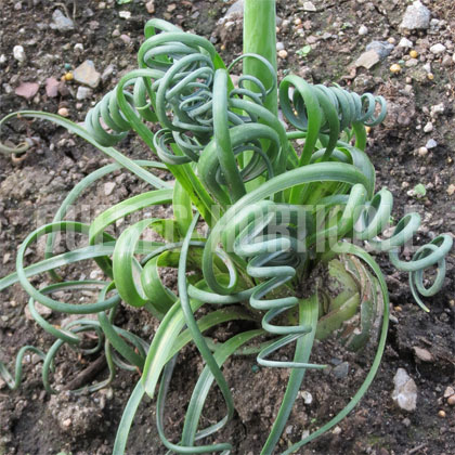 image de Albuca spiralis Frizzle Sizzle