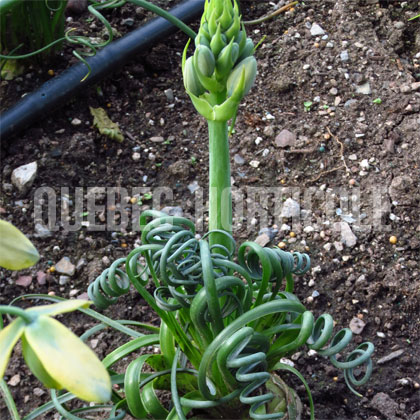 image de Albuca spiralis Frizzle Sizzle