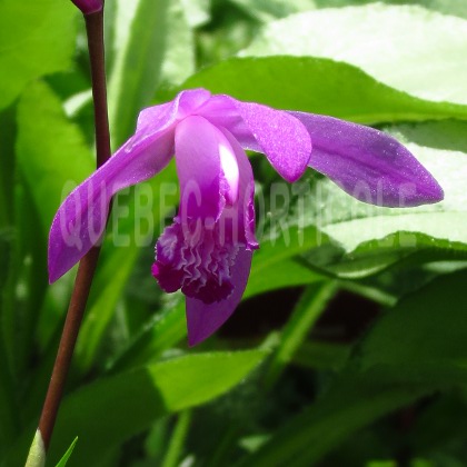 image de Bletilla striata 