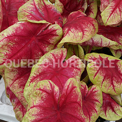 image de Caladium Heart to Heart® Lemon Blush