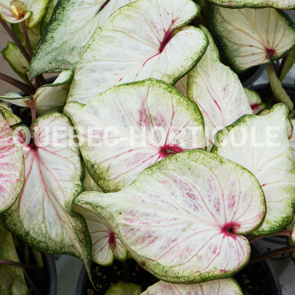 image de Caladium Heart to Heart® White Wonder