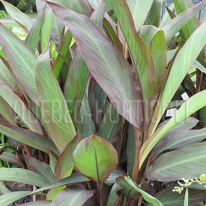 image de Canna Bird of Paradise