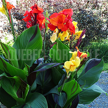 image de Canna Cleopatra