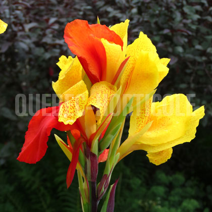 image de Canna Cleopatra