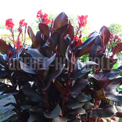 image de Canna Ebony Patra