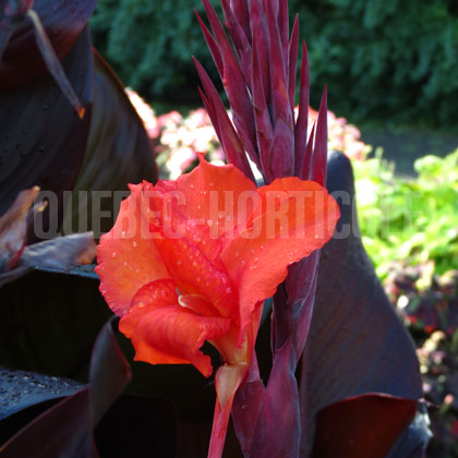 image de Canna Ebony Patra