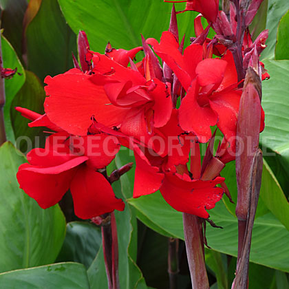 image de Canna Fire Dragon®