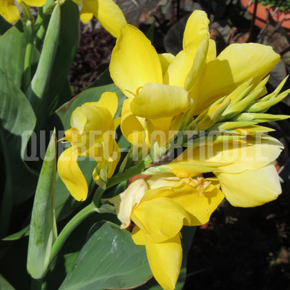 image de Canna Hello Yellow