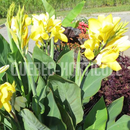 image de Canna Hello Yellow