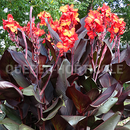 image de Canna Red Velvet Africa