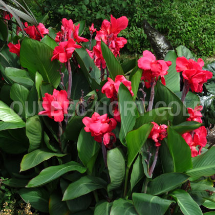 image de Canna Elite Rosita