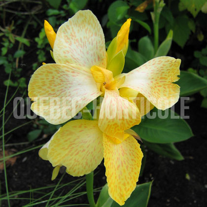 image de Canna Tropical Yellow