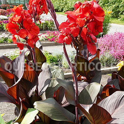 image de Canna Tropicanna® Black