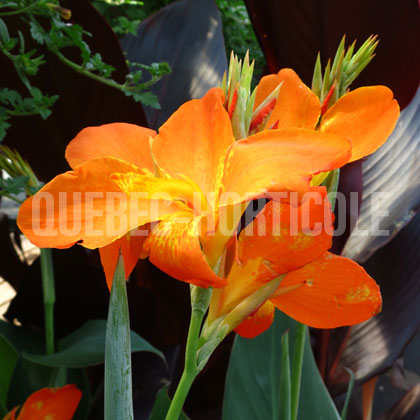 image de Canna x generalis Orange Punch