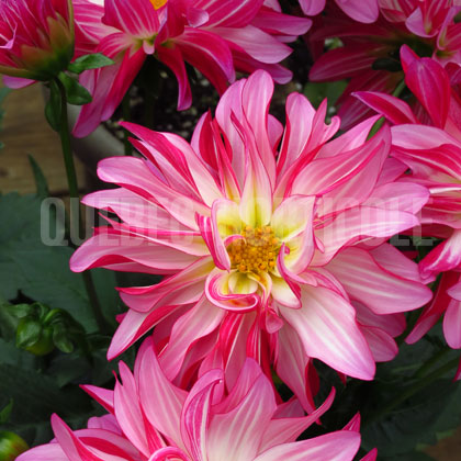 image de Dahlia Grandalia™ Rose Swirl