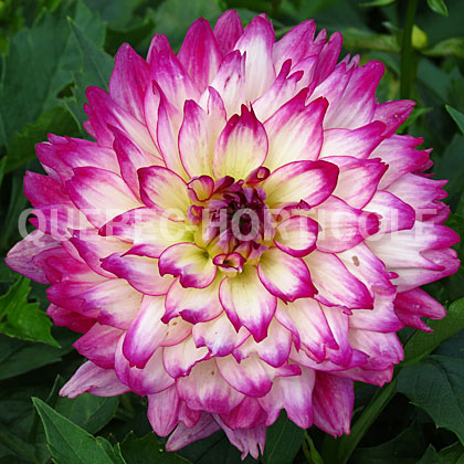 image de Dahlia LaBella® Maggiore Rose Bicolour