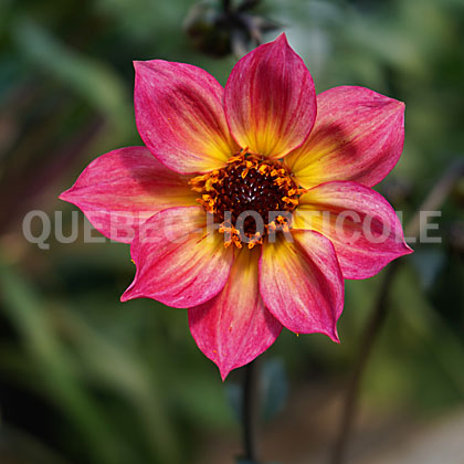 image de Dahlia Mystic Sparkler