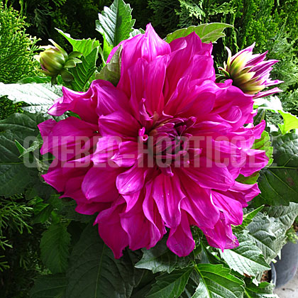 image de Dahlia Purple Taiheijo