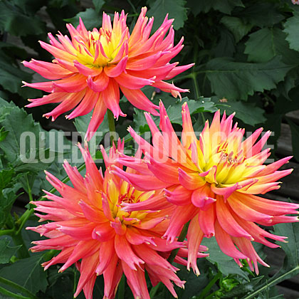 image de Dahlia XXL Sunset