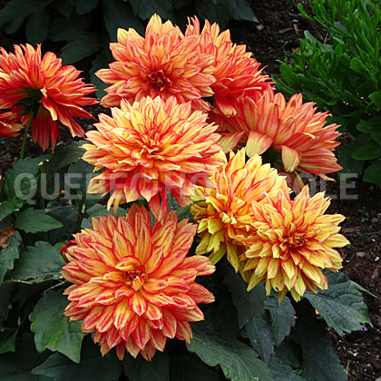 image de Dahlia XXL Tabasco