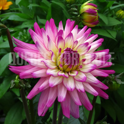 image de Dahlia XXL Veracruz