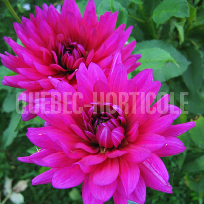 image de Dahlia Blue Beard