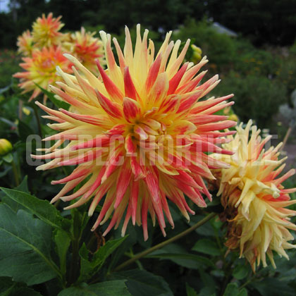 image de Dahlia Crystal Anne