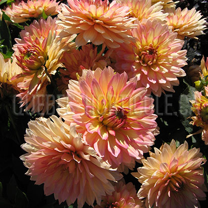 image de Dahlia  Gallery Pablo