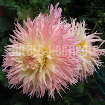 image de Dahlia sp. 