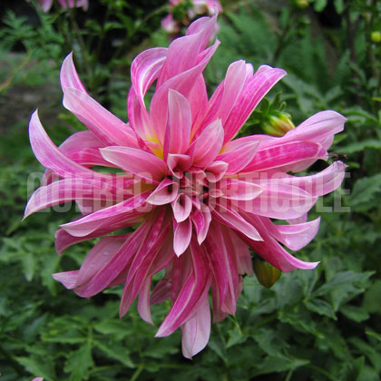 image de Dahlia sp. 