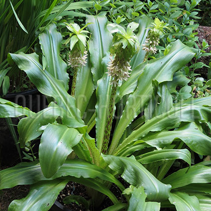 image de Eucomis bicolor 