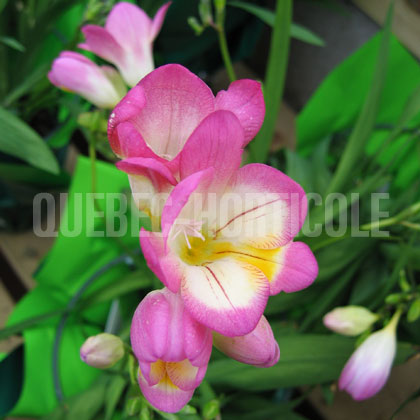 image de Freesia sp. 