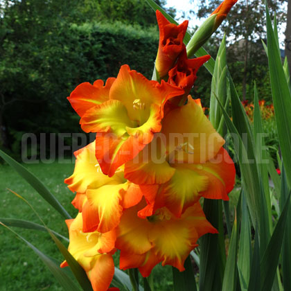 image de Gladiolus Princess Margaret Rose