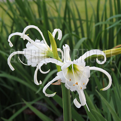 image de Hymenocallis x festalis 