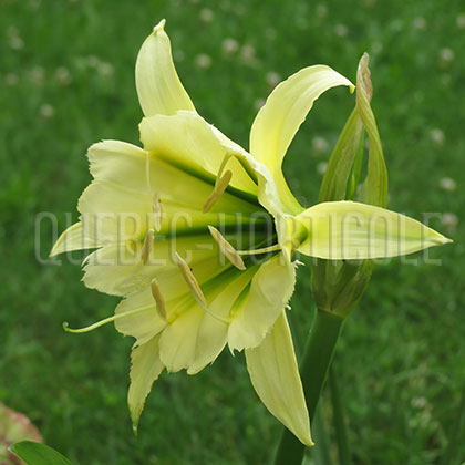 image de Hymenocallis sp. 