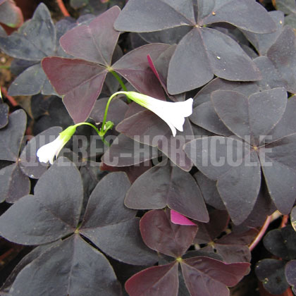 image de Oxalis Charmed Velvet